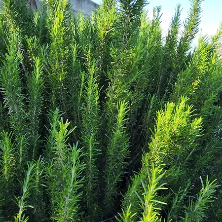 Hébergement de vacances L'oasi Del Fenicottero Rosa Cagliari