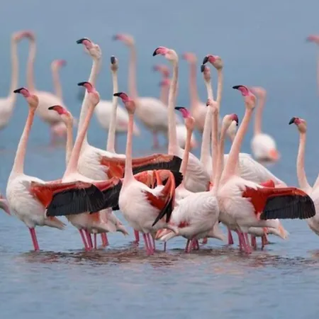 L'oasi Del Fenicottero Rosa Cagliari