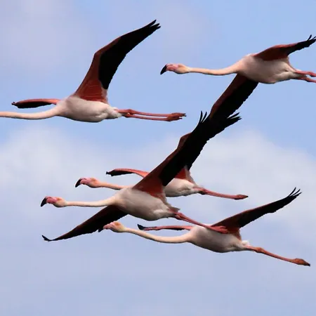 Hébergement de vacances L'oasi Del Fenicottero Rosa