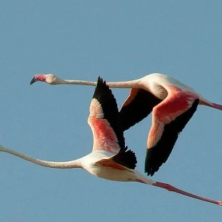 L'oasi Del Fenicottero Rosa Cagliari