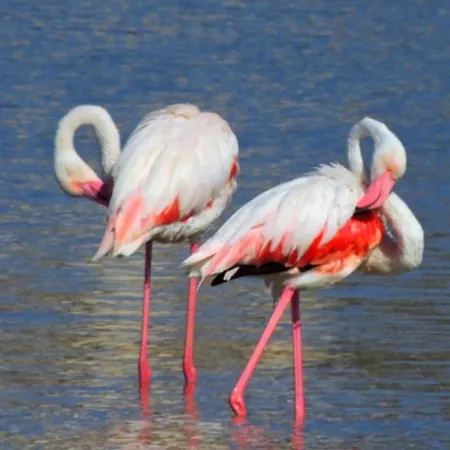 L'oasi Del Fenicottero Rosa Hébergement de vacances