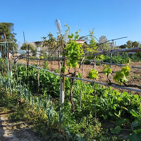 L'oasi Del Fenicottero Rosa Cagliari