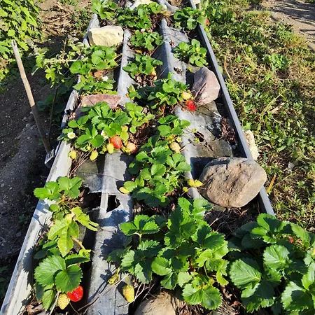 Hébergement de vacances L'oasi Del Fenicottero Rosa