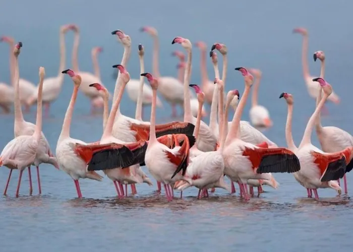 L'oasi Del Fenicottero Rosa קליארי